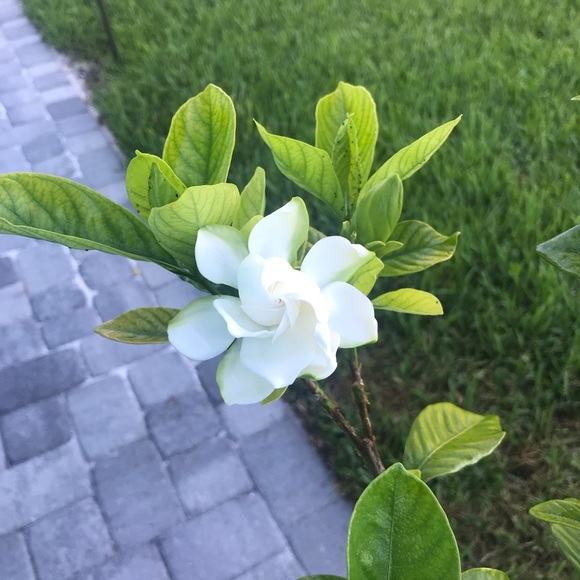 Meet your Posher, Lisa - Picture 4 of 4